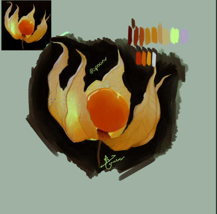 ground cherry